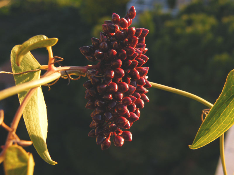 Smilax aspera - salsapariglia